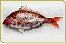 Mercan Balık